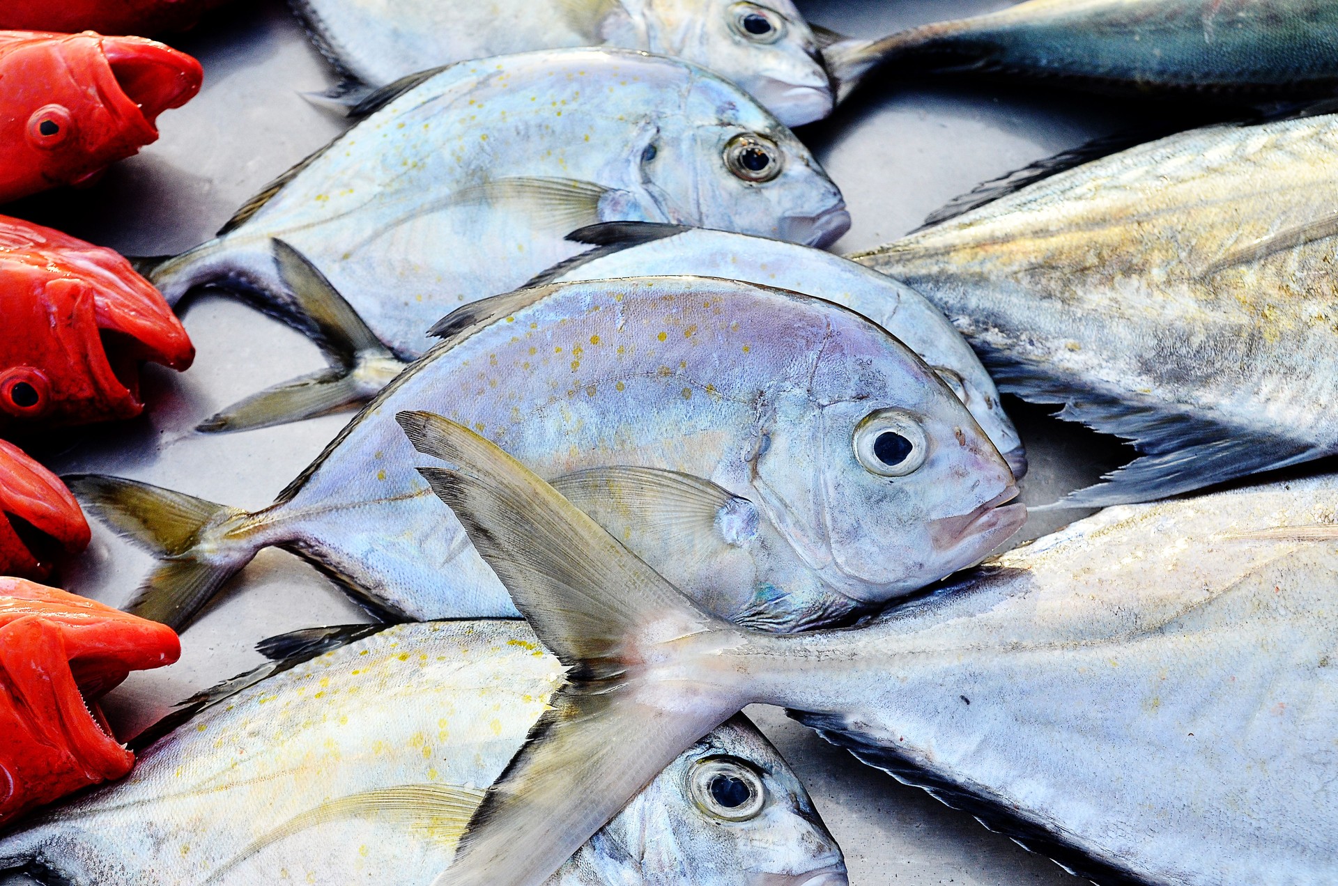 fish market with silver and red fish