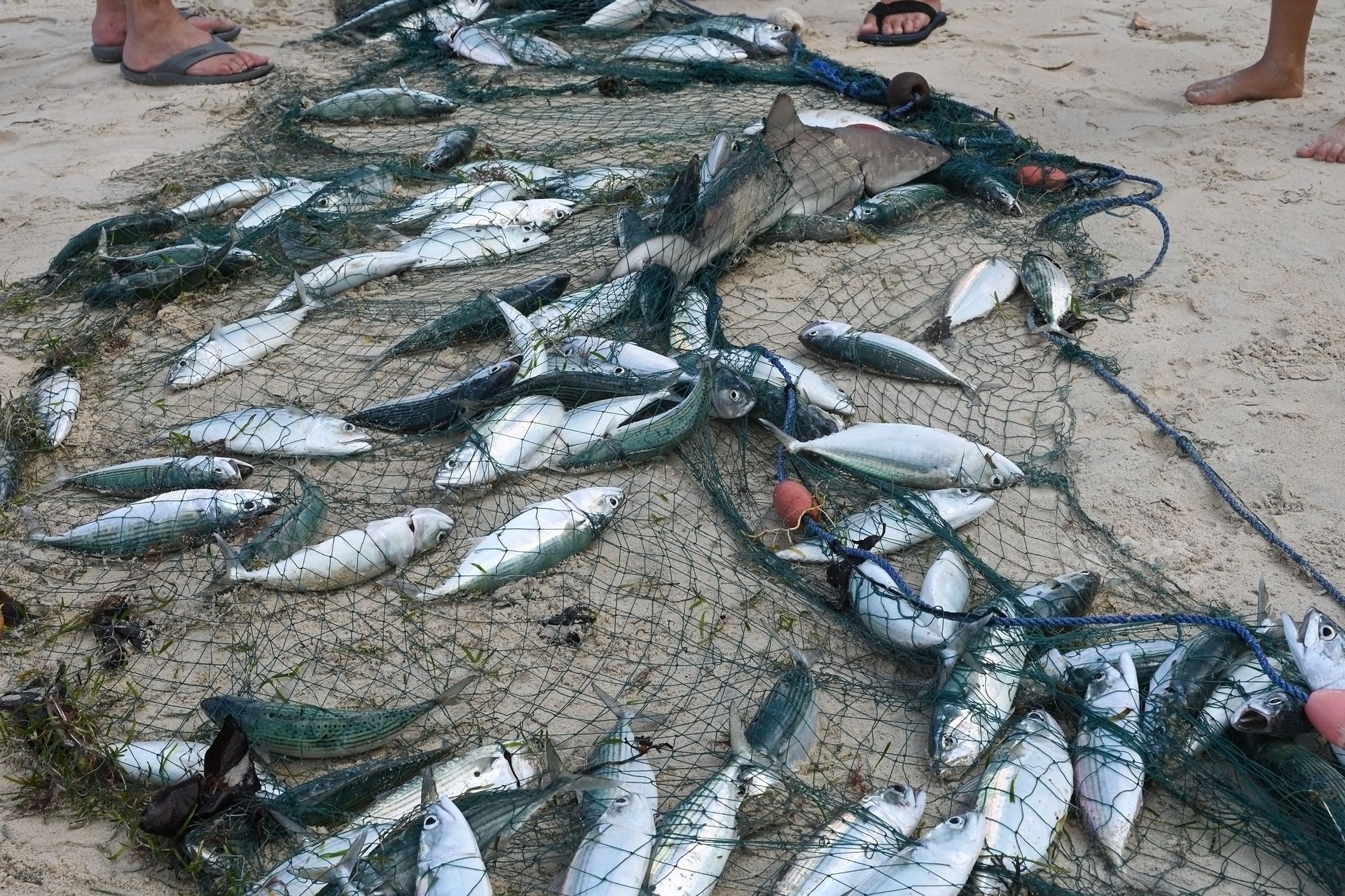 Caught fish in a net on Mahe Island, Seychelles